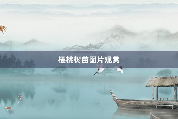 樱桃树苗图片观赏